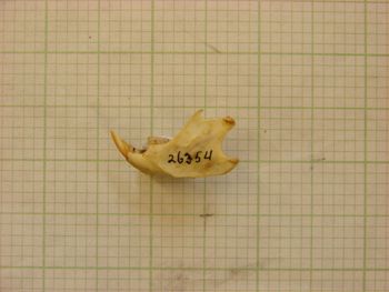 Media type: image;   Mammalogy 26354